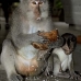 monkey_macaque_balinese_mf_ubud_v_0429_bal0430.jpg